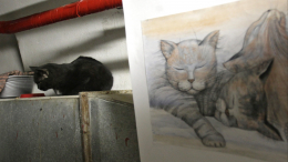 Конкуренция музеям: как проходит конкурс «Портрет Эрмитажного кота»