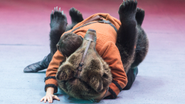 Медведь напал на дрессировщика в цирке Обнинска: инцидент попал на видео