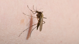 Опасный укус: чем могут заразить комары