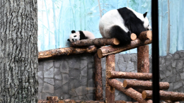 «Типичный ребенок»: панда Катюша устроила игры на качелях