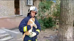 Спасатели достали из-под завалов дома в Луганске кота