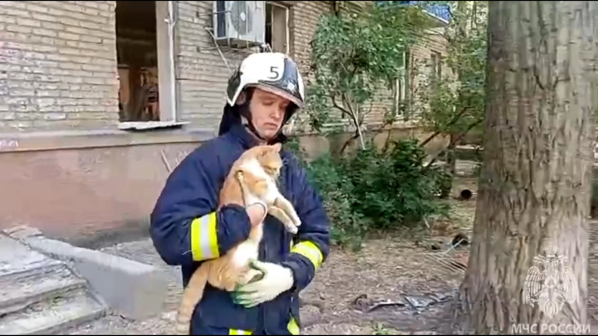 Спасатели достали из-под завалов дома в Луганске кота