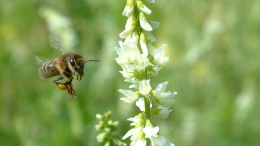 Новое биологическое оружие: европейские пчелы объявили войну русским