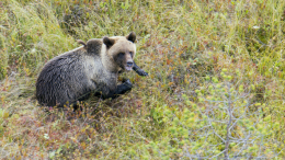 Черный медведь в Калифорнии долго выслеживал пенсионерку, чтобы съесть ее