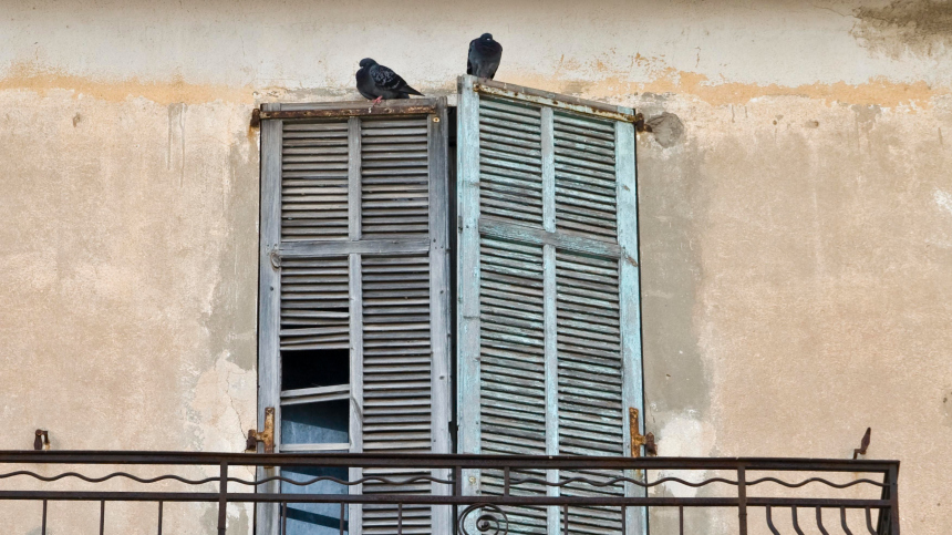 Мирным путем: как избавиться от голубей на балконе