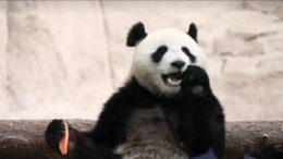 Маленькая непоседа: чем занимается панда Катюша по ночам