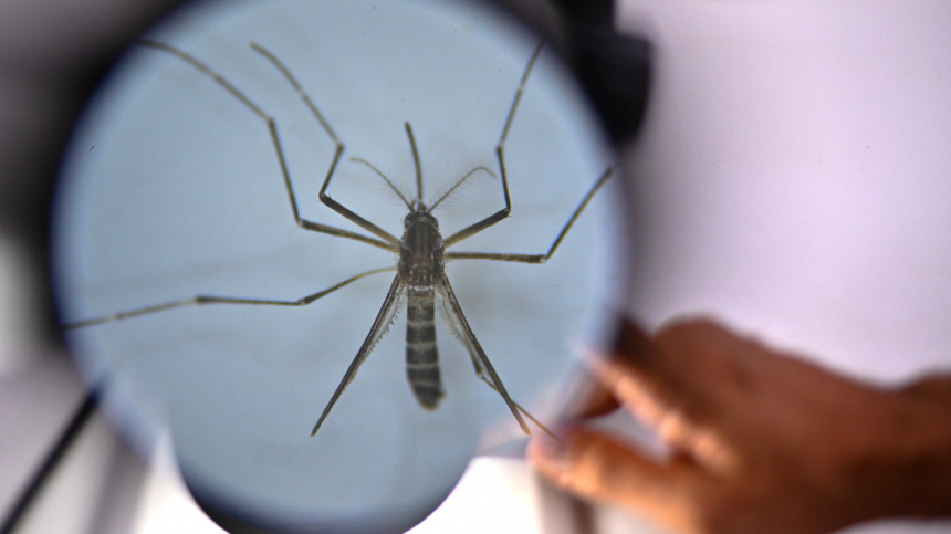 «Открылся целый мир»: на тающих ледниках Кавказа нашли новые виды комаров и клещей