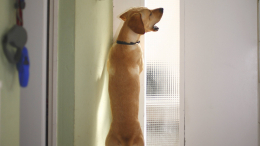 Привлечь к ответственности: как наказать соседей за лай собаки