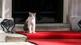 «В память о былых временах»: кот Ларри оставил Сунаку «сюрприз» в ботинке