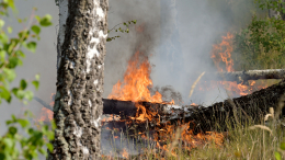 Атаки ВСУ вызвали череду лесных пожаров в Херсонской области