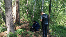 Ребенок погиб при падении дерева на туристическую палатку в Челябинской области