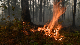 Огонь приблизился к лесу: газораспределитель загорелся около Алушты