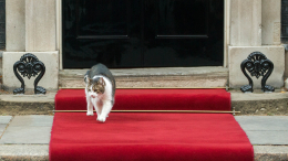 «Кото-строфа» на Даунинг-стрит: кошка нового премьера Британии составит конкуренцию Ларри