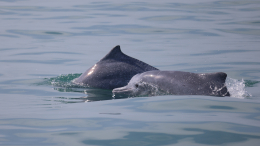 Вовремя пришли на помощь: на Курилах рабочие спасли дельфина