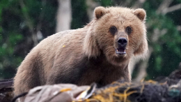 Медведь убил свою хозяйку и сбежал в СНТ под Санкт-Петербургом