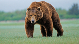 Медведь растерзал дрессировщицу в Петербурге: что известно о трагедии