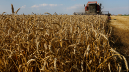 Эрдоган заявил о переговорах с РФ и Украиной по возобновлению «зерновой сделки»