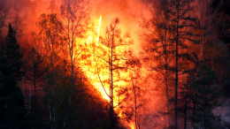 Вспыхнула сухая трава: кадры начала природного пожара под Новороссийском