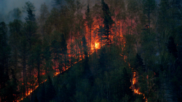 МЧС сообщило о пострадавшем в результате лесного пожара под Новороссийском