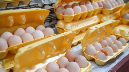 Россиянам рассказали, как будут меняться цены на куриные яйца до Нового года