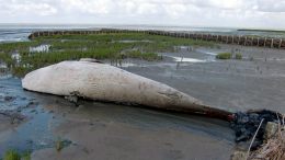 Пять метров в длину: тушу малоизученного вида китов нашли в Новой Зеландии