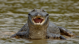Полутораметровый крокодил терроризирует целый район в Краснодарском крае