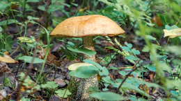 Опасные заблуждения: как отличить съедобные грибы от ядовитых