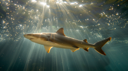 У берегов Бразилии нашли «пропитанных» кокаином акул