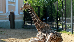 Жираф-долгожитель: чем был уникален Самсон Ленинградов из Московского зоопарка