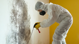 Уксус и сода не спасут: как навсегда избавиться от плесени в квартире