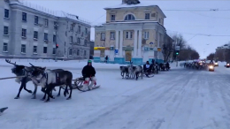 В Воркуте олени едва не затоптали людей