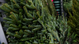 Без декора и упаковки: как правильно сдавать хвойные деревья на переработку