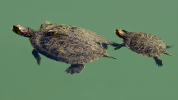 В Москве спасли красноухих черепах, найденных в мусорном баке