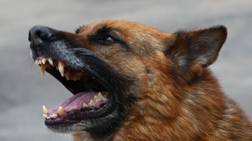 Стая бездомных собак изувечила девочку в Хабаровском крае