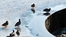 Утиная перепись: на природных территориях Москвы подсчитали водоплавающих птиц