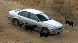 Жительница Тамбова выиграла суд у мэрии из-за нападения бездомной собаки