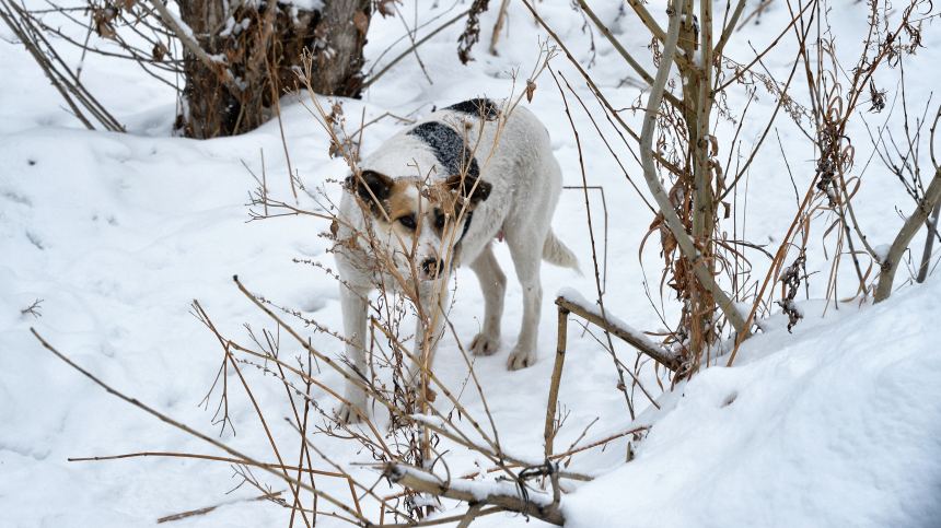 Бездомная собака напала на двоих детей в Красноярском крае