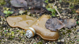 Запрещенные мины «Лепесток» обнаружили бойцы ВС РФ в Курской области