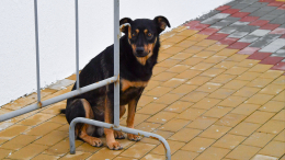 «Относятся как к игрушкам»: почему старых мер для владельцев собак недостаточно