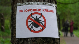 В России проснулись клещи