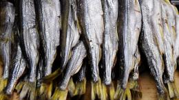 Запах огурцов на Неве: в Северной столице стартовал сезон корюшки