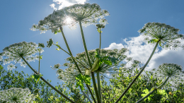 С корнем не вырвать: названы способы борьбы с борщевиком