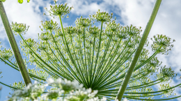 Дадут бой: региональных чиновников обучат борьбе с борщевиком Сосновского