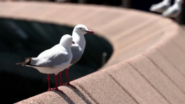 Необычный конкурс: в Бельгии выбрали самых виртуозных исполнителей крика чаек