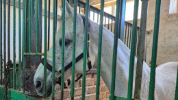 «Такого быть не должно»: в конной школе Нижнего Новгорода подростки избили лошадь