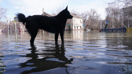 Вода прибывает: в Тюменской области ухудшилась ситуация с паводком