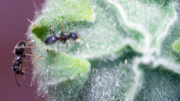 Биопрепараты или приманки: какой способ борьбы с муравьями лучше