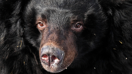 Проснулись: семейство гималайских медведей вышло из спячки в Приморском крае