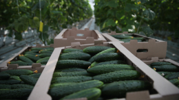 Россия стала лидером по поставкам огурцов в Польшу