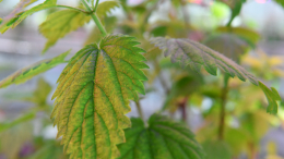 Зеленое антигистаминное: как крапива может помочь аллергикам